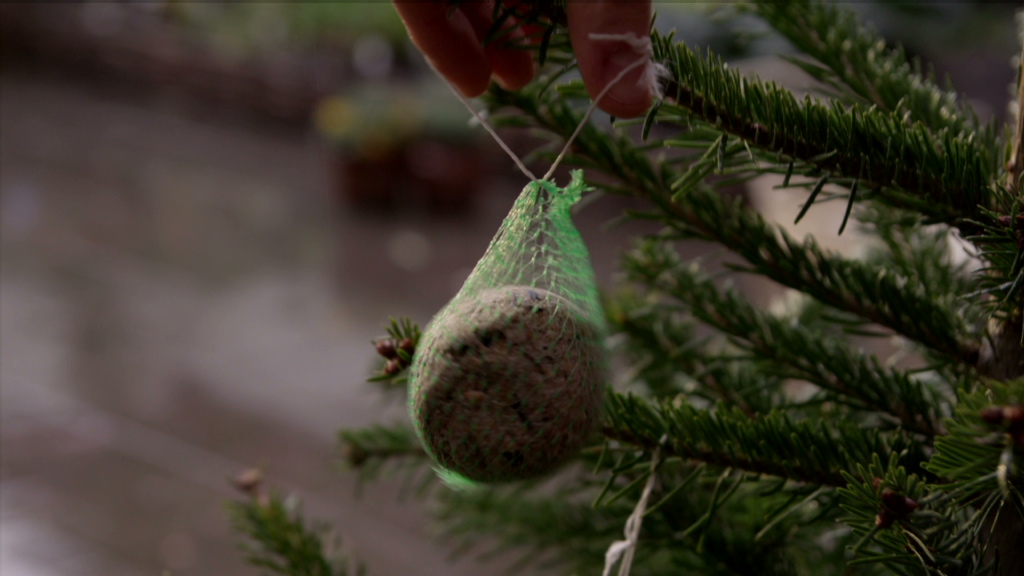 Een kerstboom voor vogeltjes VTM Koken