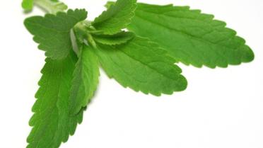 Stevia Stevia