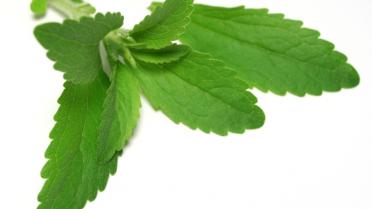 Stevia