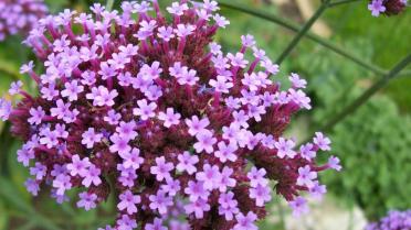 verbena verbena