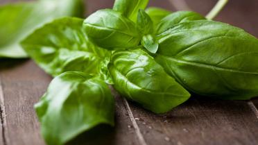 Lekkers van het seizoen: aan de slag met basilicum