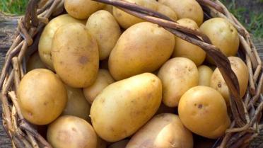 Spannende tijden voor aardappelen